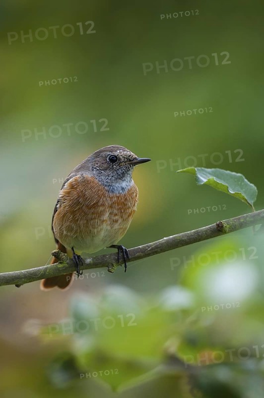 Common Redstart (Phoenicurus phoenicurus) male, Schleswig-Holstein, Germany