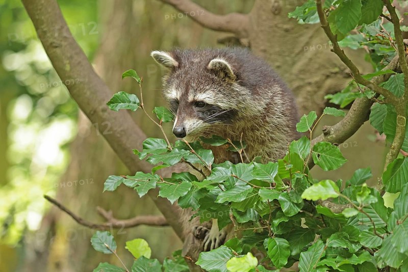 Raccoon (Procyon lotor)