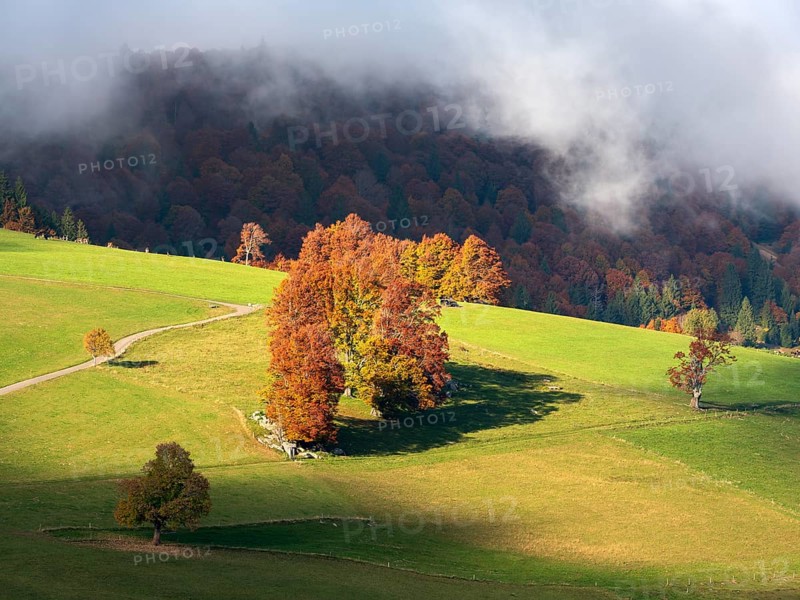View of typical Black Forest landscape, green meadow with old willow beech trees in full autumn colors, clouds sweeping across the summit of Schauinsland, Black Forest, Baden-Württemberg, Germany