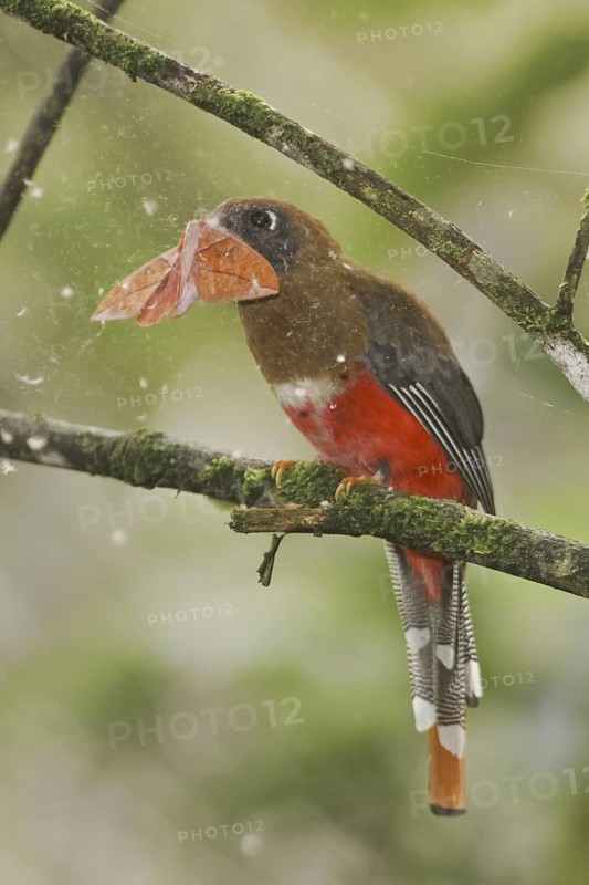 Masked Trogon (Trogon personatus) female, Ecuador