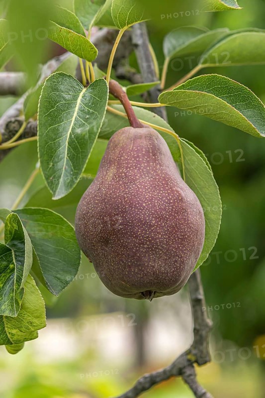 Pear (Pyrus communis 'Rote Williams Christ'), Bavarian Fruit Centre, Germany