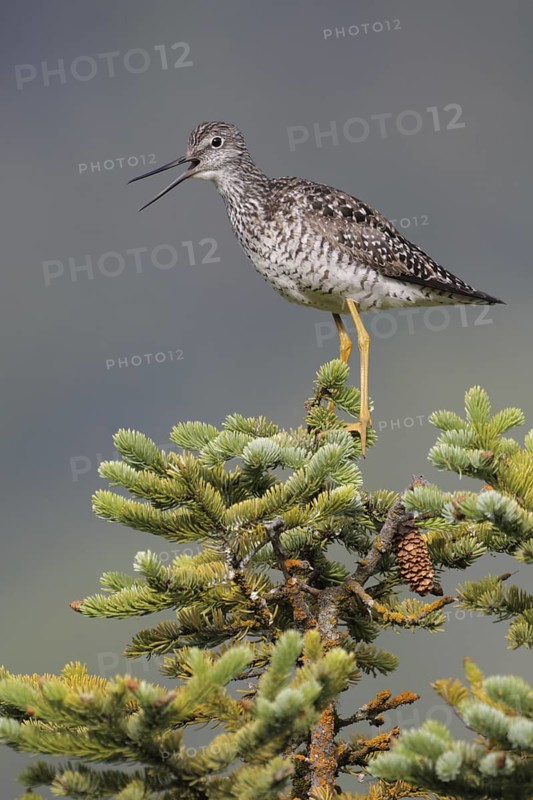 Greater Yellowlegs (Tringa melanoleuca) calling, Alaska, USA