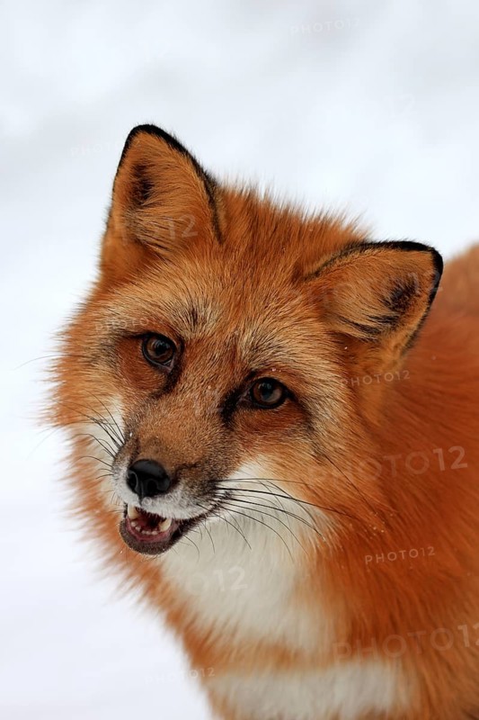 Red fox (Vulpes vulpes), adult, foraging, portrait, in the snow, in winter, Montana, USA, North America