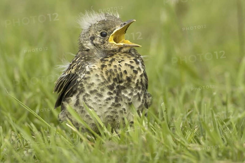 Mistle Thrush (Turdus viscivorus) juvenile, Germany