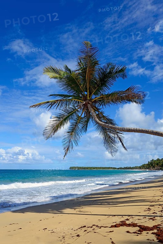 Beach paradise with a palm tree winding across the sandy beach under a blue sky, Limon beach, El Limón, El Seibo, Dominican Republic, Hispaniola, Caribbean, America