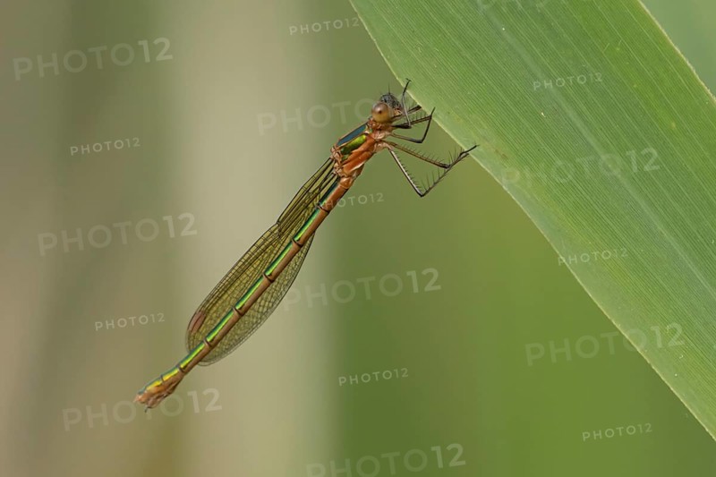 Emerald damselfly (Lestes sponsa) adult female insect resting on a reed leaf in summer, RSPB Minsmere nature reserve, Suffolk, England, United Kingdom