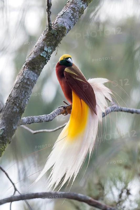 Lesser Bird-of-paradise (Paradisaea minor) perched on a branch in Papua New Guinea