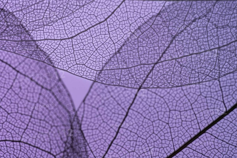 Close-up of delicate purple leaf skeletons, showcasing intricate vein patterns against a smooth background. The translucent structures create a beautiful, artistic visual