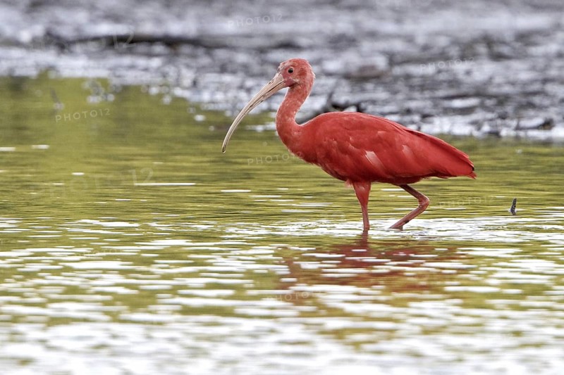 Scarlet Ibis (Eudocimus ruber), Trinidad and Tobago