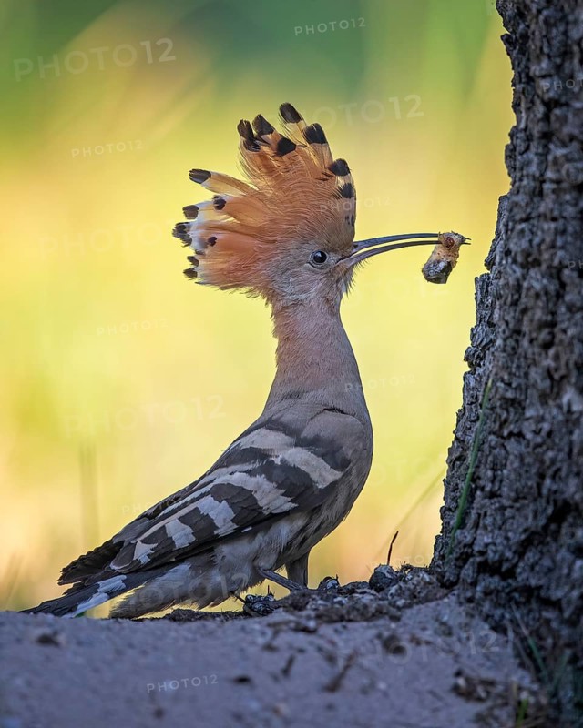 Eurasian Hoopoe (Upupa epops) with food in beak, Saxony-Anhalt, Germany
