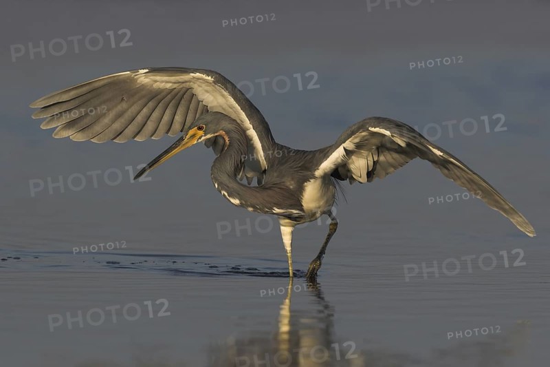 Tricolored Heron (Egretta tricolor), Florida, USA