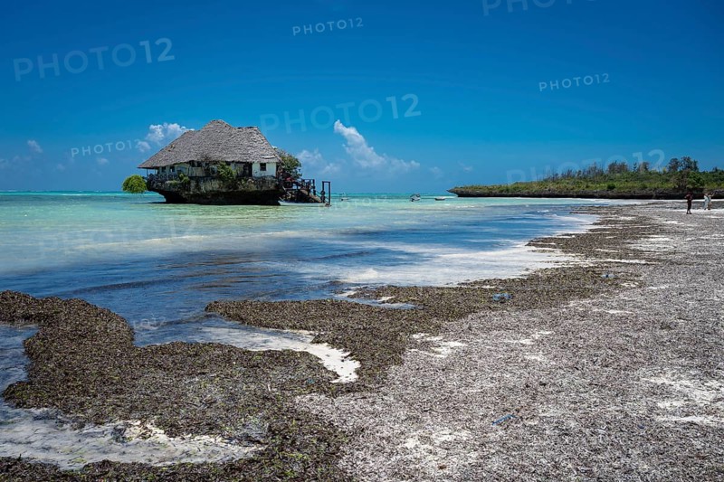 MICHAMVI PINGWE, ZANZIBAR - OCTOBER 15, 2025: The iconic Rock Restaurant sits on a coral outcrop surrounded by turquoise ocean water, viewed from a white sand beach covered in natural seaweed under a bright blue sky in Michamvi Pingwe, Zanzibar, Tanzania