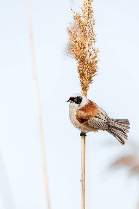 Eurasian Penduline Tit (Remiz pendulinus) male, Saxony-Anhalt, Germany