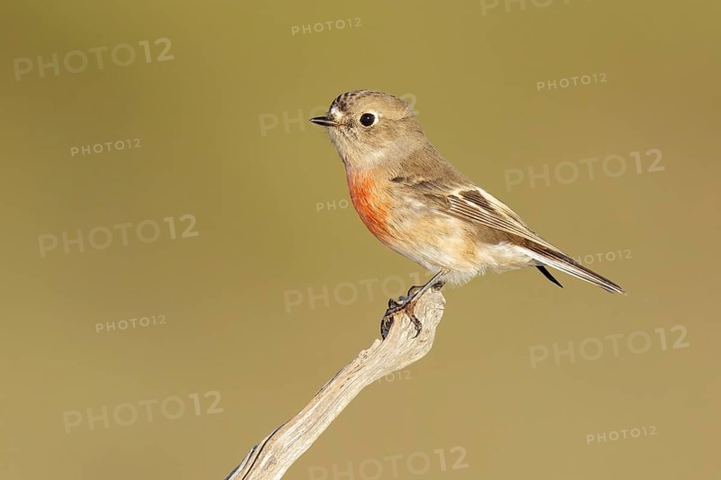 Scarlet Robin (Petroica boodang) female, Victoria, Australia
