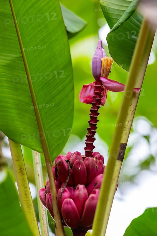 Banana (Musa), flower, La Fortuna, Guanacaste, Costa Rica