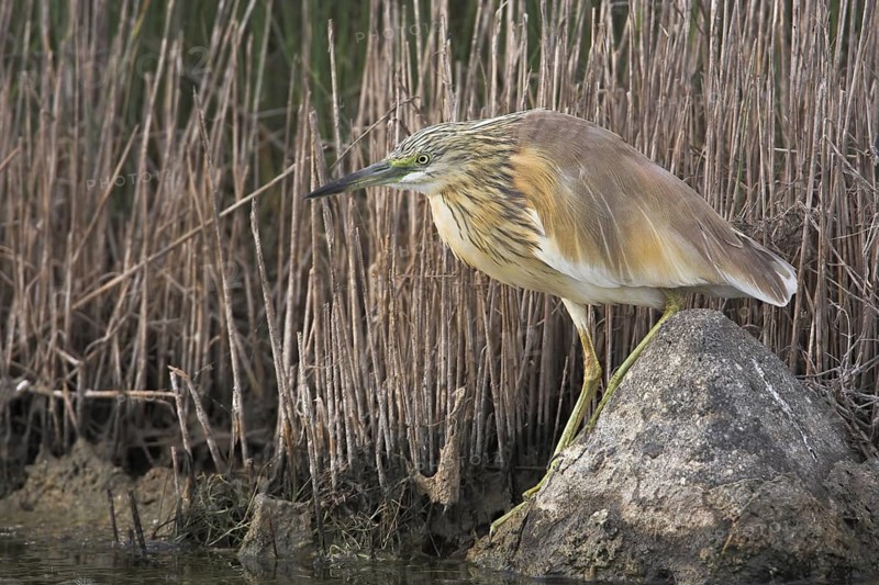 Squacco Heron (Ardeola ralloides), Lesvos, Greece
