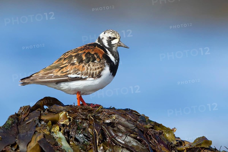 Ruddy Turnstone (Arenaria interpres), Iceland