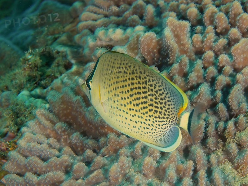 Spotted butterflyfish (Chaetodon guttatissimus)
