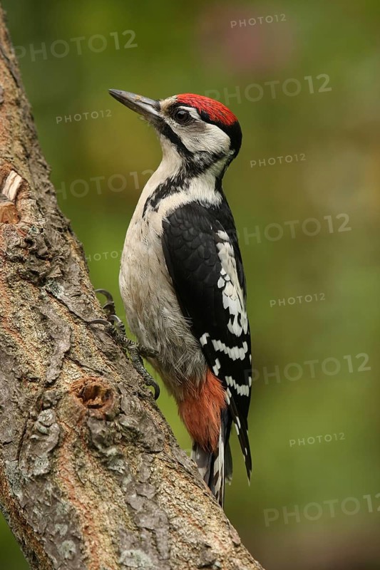 Great Spotted Woodpecker (Dendrocopos major) juvenile, Lower Saxony, Germany