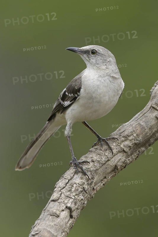 Northern Mockingbird (Mimus polyglottos), Texas, USA