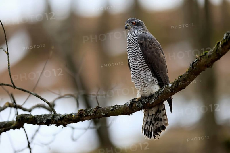 Hawk (Astur gentilis), adult, female, on tree, in winter, alert, Bohemian Forest, Czech Republic, Europe, Germany