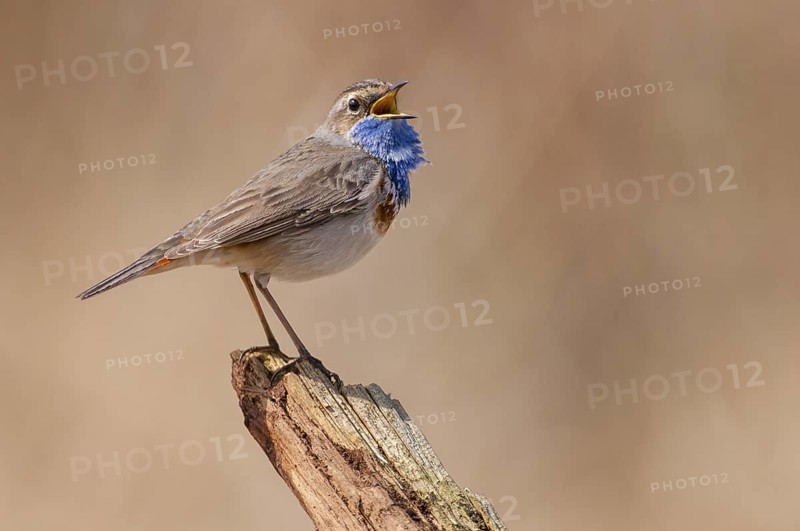 Bluethroat (Luscinia svecica cyanecula) male singing, Lower Saxony, Germany
