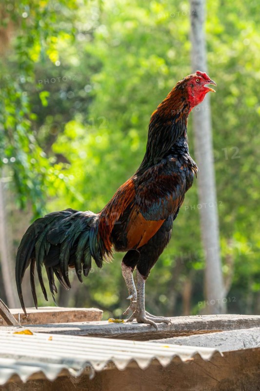 Rooster at a farm near Pousada Santa Clara, Nhecolandia, Corumba, Mato Grosso do Sul, Brazil