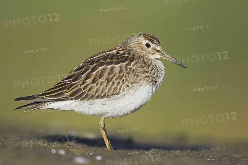 Pectoral Sandpiper (Calidris melanotos), British Columbia, Canada