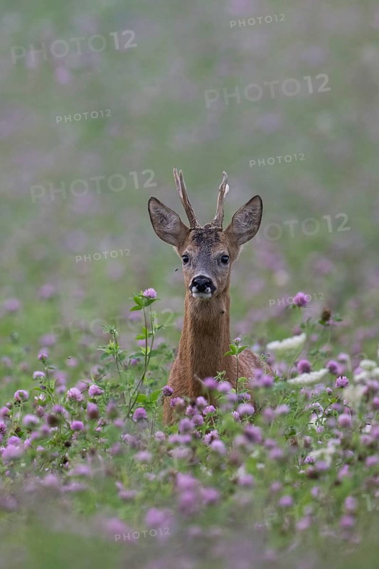 Roebuck in the clover field, Wittlich, Rhineland-Palatinate, Germany