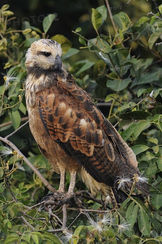 Black-collared Hawk (Busarellus nigricollis), Pantanal, Brazil