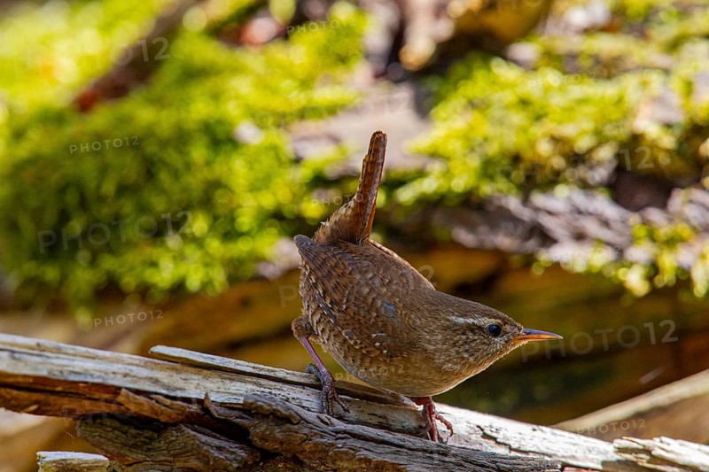 Wren (troglodytes troglodytes) Germany