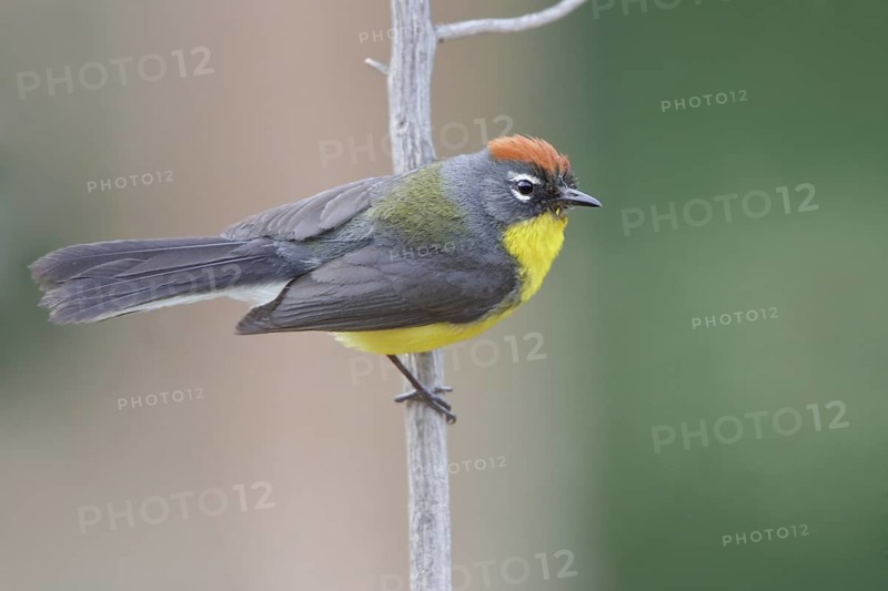 Brown-capped Redstart (Myioborus brunniceps) perched on a branch in Bolivia, South America