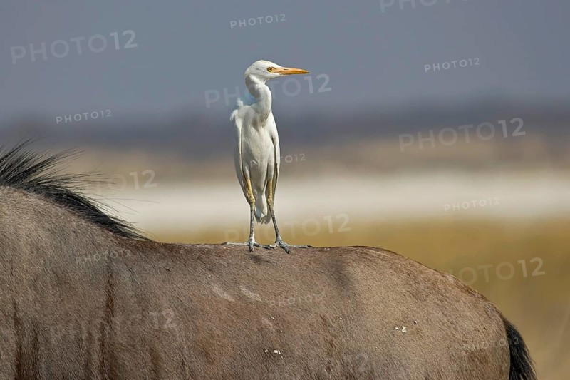 Western Cattle Egret (Bubulcus ibis) perched on a Wildebeest, Ethosha, Namibia