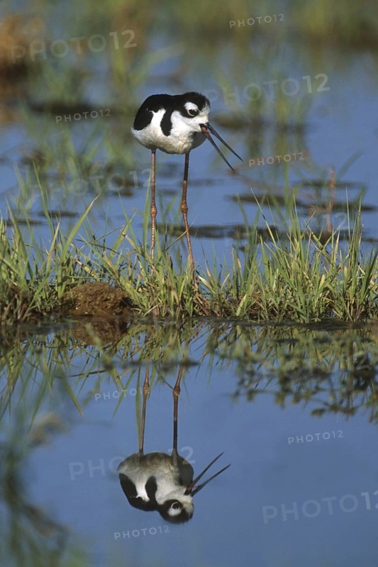Black-necked Stilt (Himantopus mexicanus), Arizona, USA