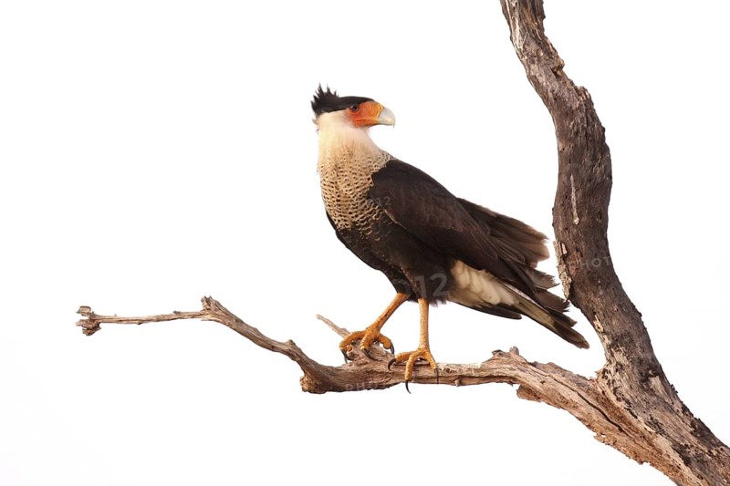 Northern Crested Caracara (Caracara cheriway), Florida, USA