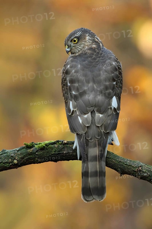 Eurasian Sparrowhawk (Accipiter nisus) young male, Utrecht, Netherlands