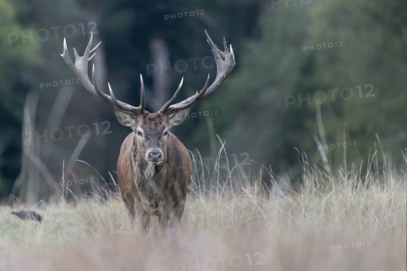 Red deer at the rutting 2025, London, Great Britain