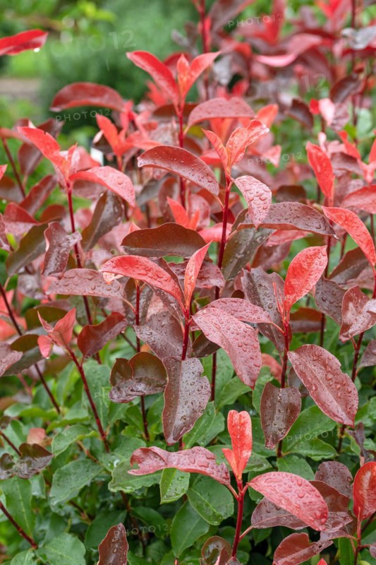 Medlar (Photinia × fraseri 'Camilvy'), Cambridge Botanical Garden, Germany