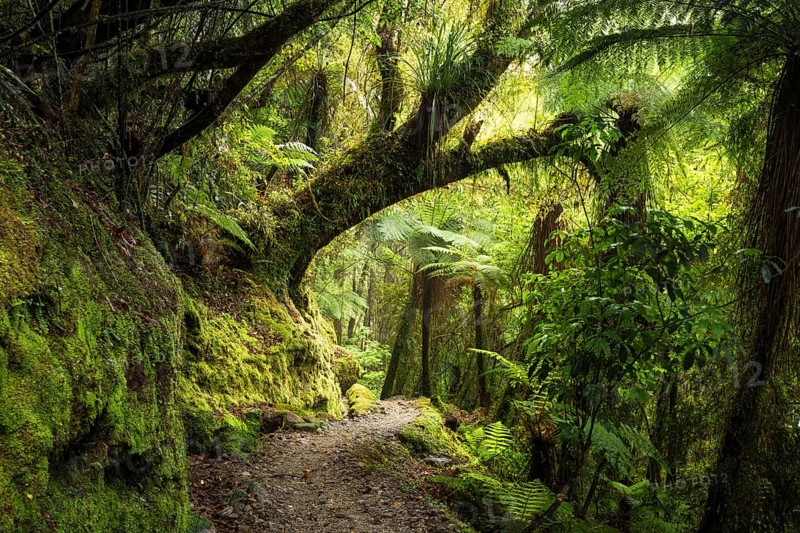 Hiking trail through jungle with trees, ferns, mosses, lichens. Callery Gorge Walk, Franz Josef, Waiau, Westland Tai Poutini National Park, South Island, New Zealand