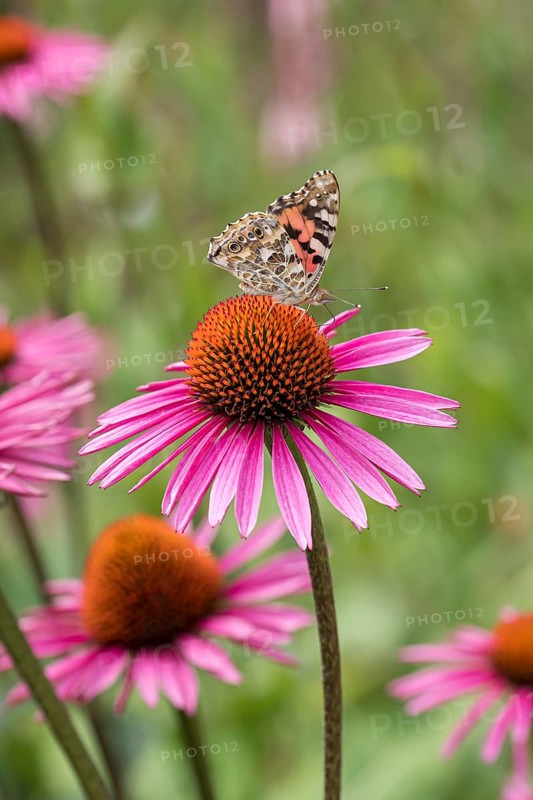 Red coneflower (Echinacea purpurea 'Pica Bella'), Weihenstephan Gardens, Federal Republic of Germany
