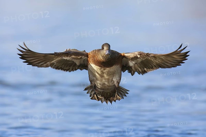 American Wigeon (Mareca americana) female flying, British Columbia, Canada