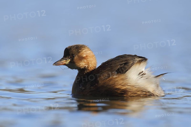 Little Grebe (Tachybaptus ruficollis), North Rhine-Westphalia, Germany