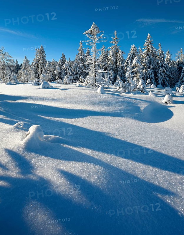Untouched winter landscape with snow-covered forest under a blue sky near Torfhaus, Harz National Park, Lower Saxony, Germany