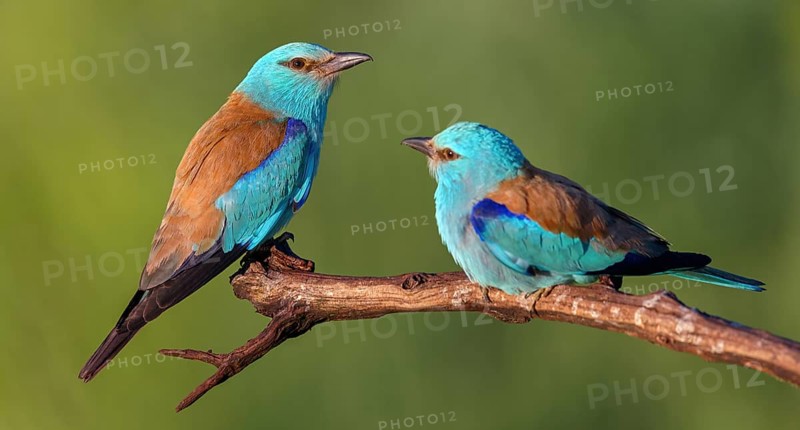 European roller (Coracias garrulus), on perch, Tower Hide, Tiszaalpár, Kiskunsági National Park, Bács-Kiskun, Hungary