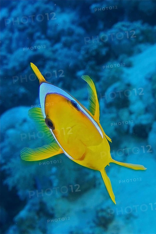 Red sea anemonefish (Amphiprion bicinctus)