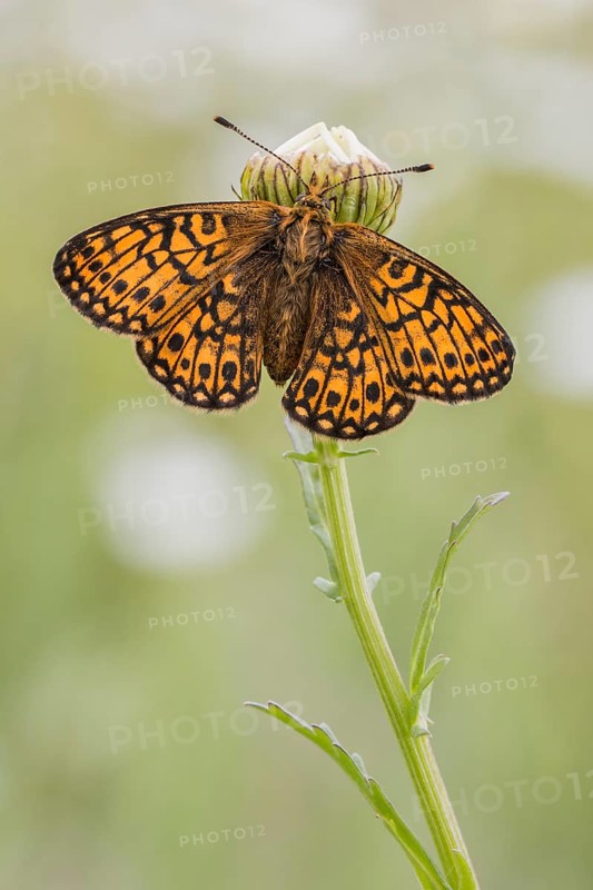 Bog Fritillary (Boloria eunomia) butterfly on blossom, Bavaria, Germany