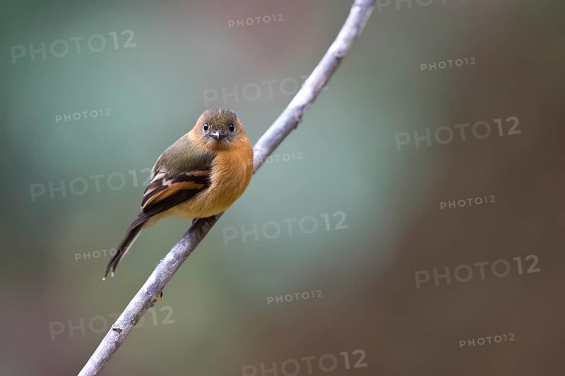 Cinnamon Flycatcher (Pyrrhomyias cinnamomeus pyrrhopterus) perched on a branch, Risaralda, Ecuador