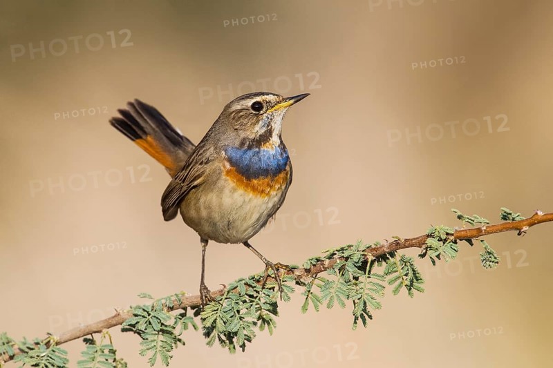 Bluethroat (Luscinia svecica svecica) male, Eilat, Israel