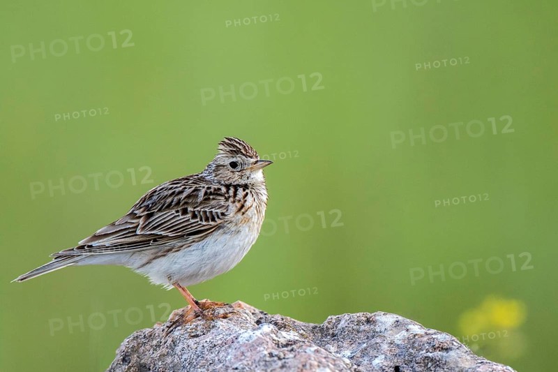Eurasian Skylark (Alauda arvensis) perched on a rock, Castile and Leon, Spain