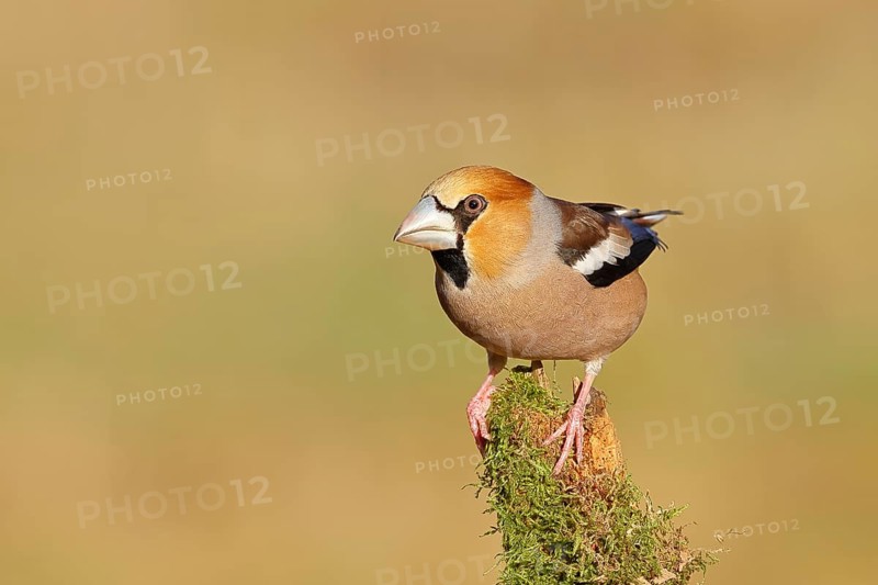 Hawfinch (Coccothraustes coccothraustes), sitting on a tree root covered with moss, Wilnsdorf, North Rhine-Westphalia, Germany
